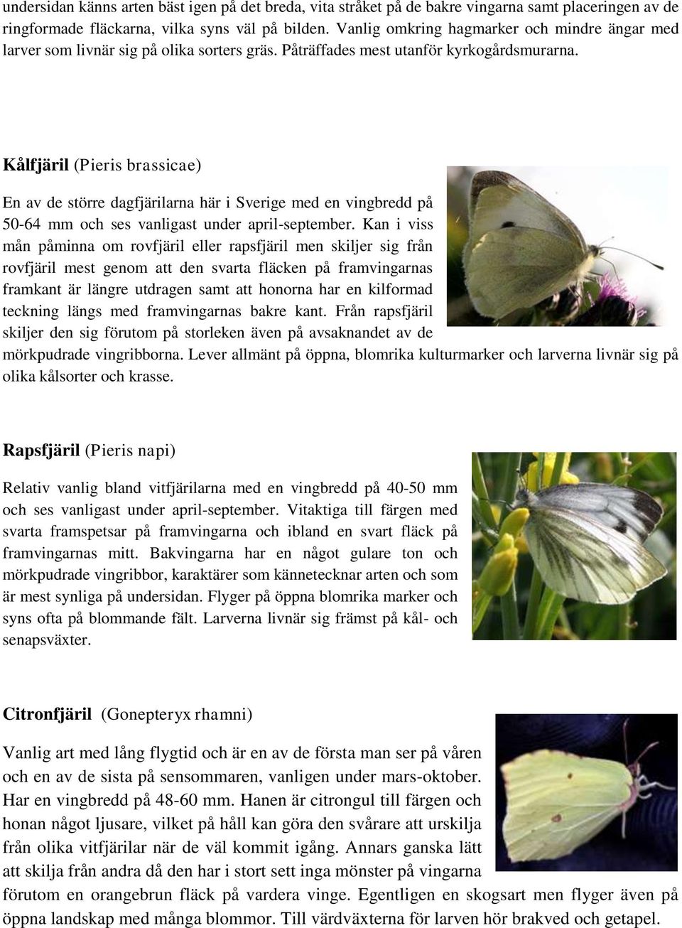 Kålfjäril (Pieris brassicae) En av de större dagfjärilarna här i Sverige med en vingbredd på 50-64 mm och ses vanligast under april-september.