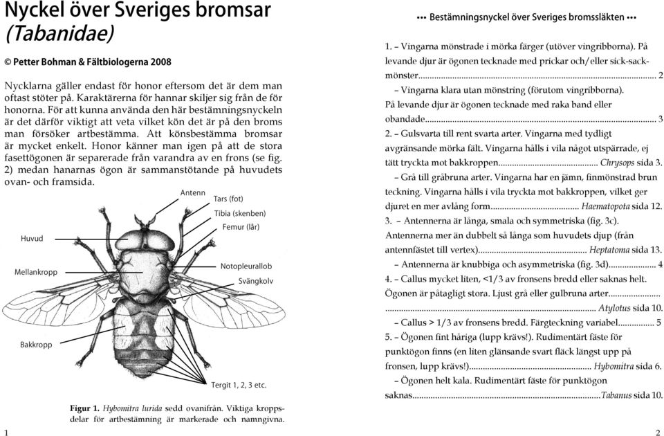 Honor känner man igen på att de stora fasettögonen är separerade från varandra av en frons (se fig. 2) medan hanarnas ögon är sammanstötande på huvudets ovan- och framsida. Figur 1.