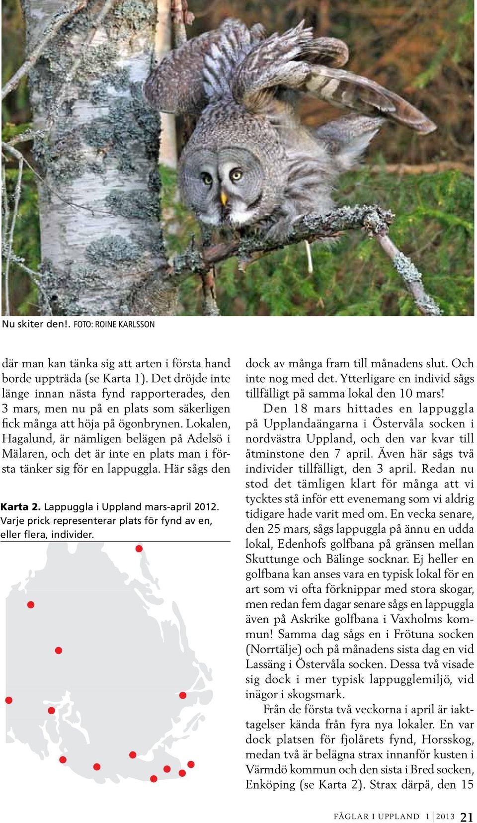 Lokalen, Hagalund, är nämligen belägen på Adelsö i Mälaren, och det är inte en plats man i första tänker sig för en lappuggla. Här sågs den Karta 2. Lappuggla i Uppland mars-april 2012.