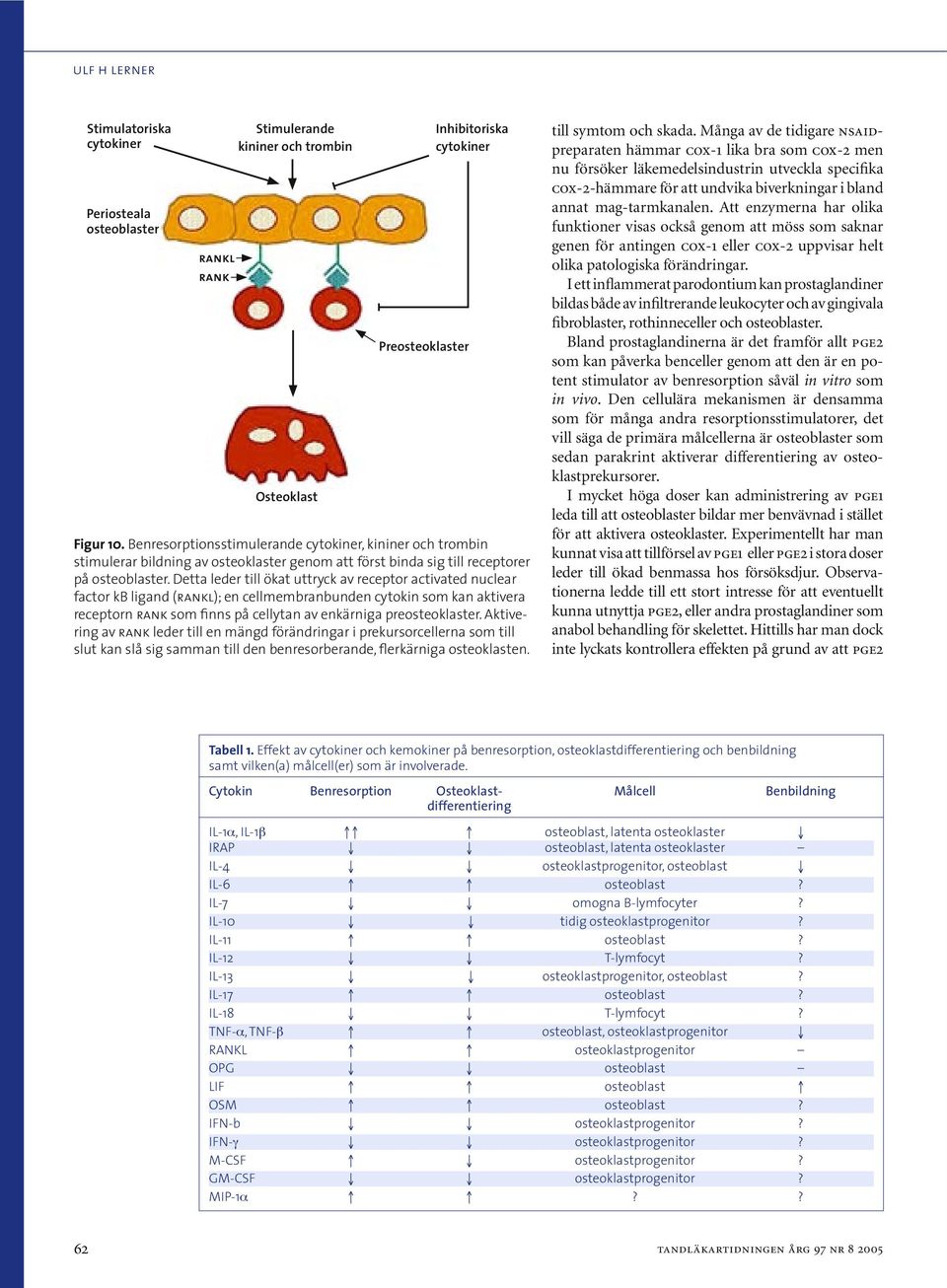 Detta leder till ökat uttryck av receptor activated nuclear factor kb ligand (rankl); en cellmembranbunden cytokin som kan aktivera receptorn rank som finns på cellytan av enkärniga preosteoklaster.