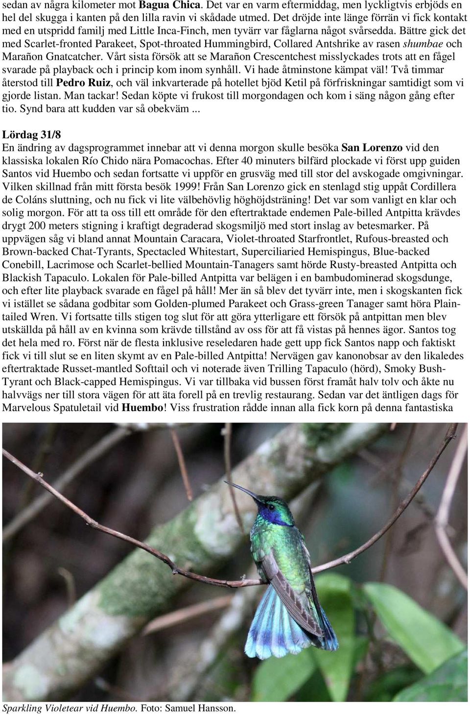 Bättre gick det med Scarlet-fronted Parakeet, Spot-throated Hummingbird, Collared Antshrike av rasen shumbae och Marañon Gnatcatcher.