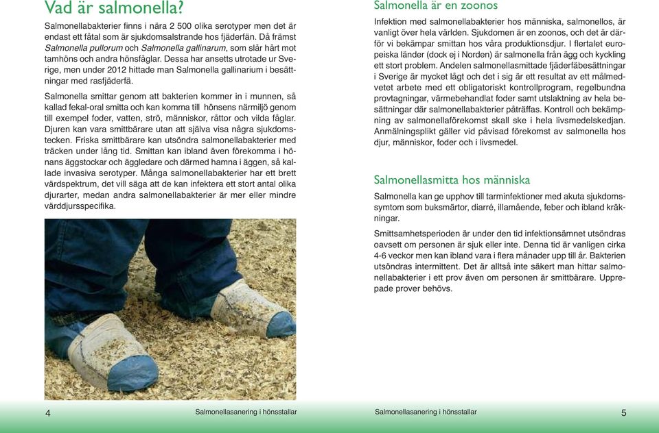 Dessa har ansetts utrotade ur Sverige, men under 2012 hittade man Salmonella gallinarium i besättningar med rasfjäderfä.