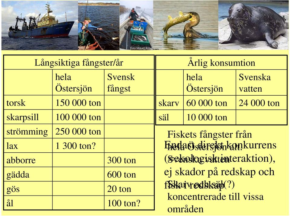 Årlig konsumtion hela Svenska Östersjön vatten skarv 60 000 ton 24 000 ton säl 10 000 ton Fiskets fångster från hela