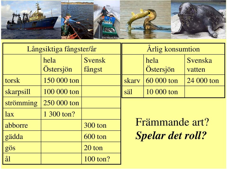 Foto Mikael Röhr Årlig konsumtion hela Svenska Östersjön vatten skarv 60 000 ton