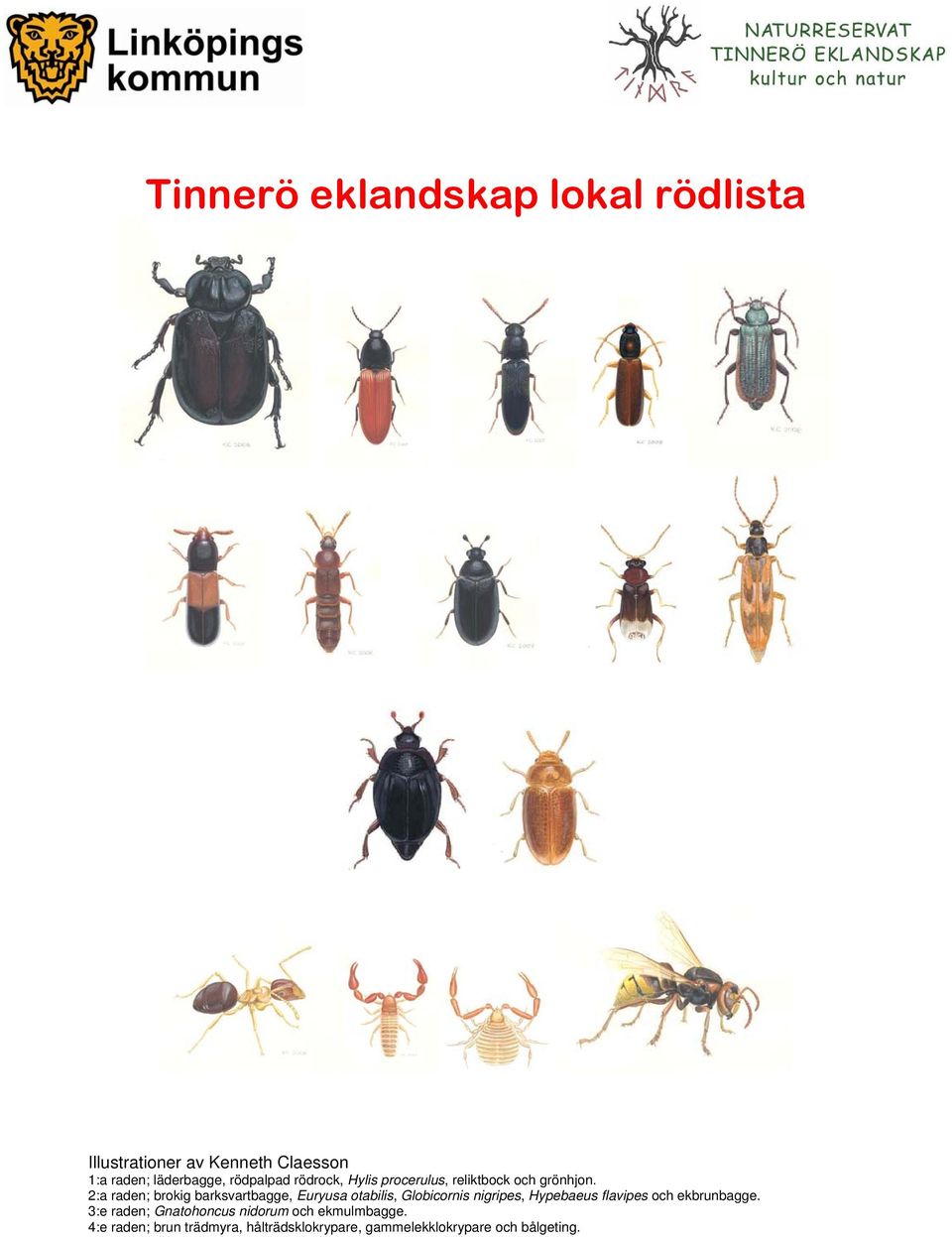 2:a raden; brokig barksvartbagge, Euryusa otabilis, Globicornis nigripes, Hypebaeus flavipes och