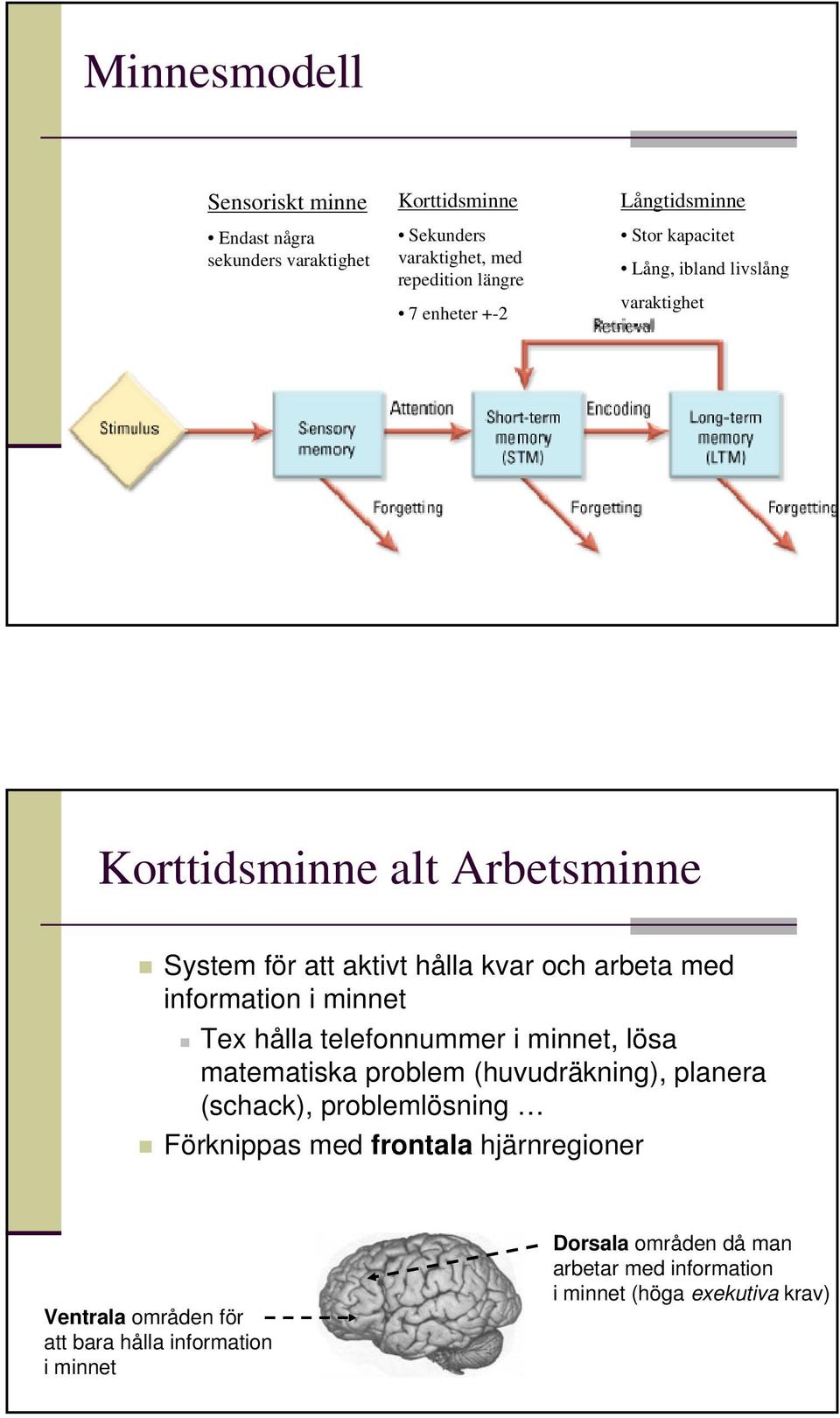 information i minnet Tex hålla telefonnummer i minnet, lösa matematiska problem (huvudräkning), planera (schack), problemlösning Förknippas med