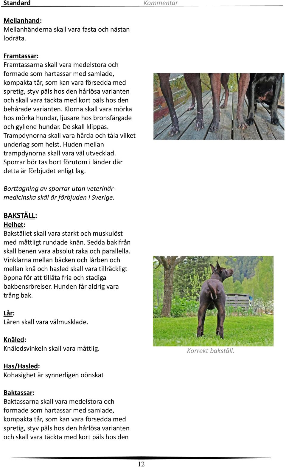 kort päls hos den behårade varianten. Klorna skall vara mörka hos mörka hundar, ljusare hos bronsfärgade och gyllene hundar. De skall klippas.