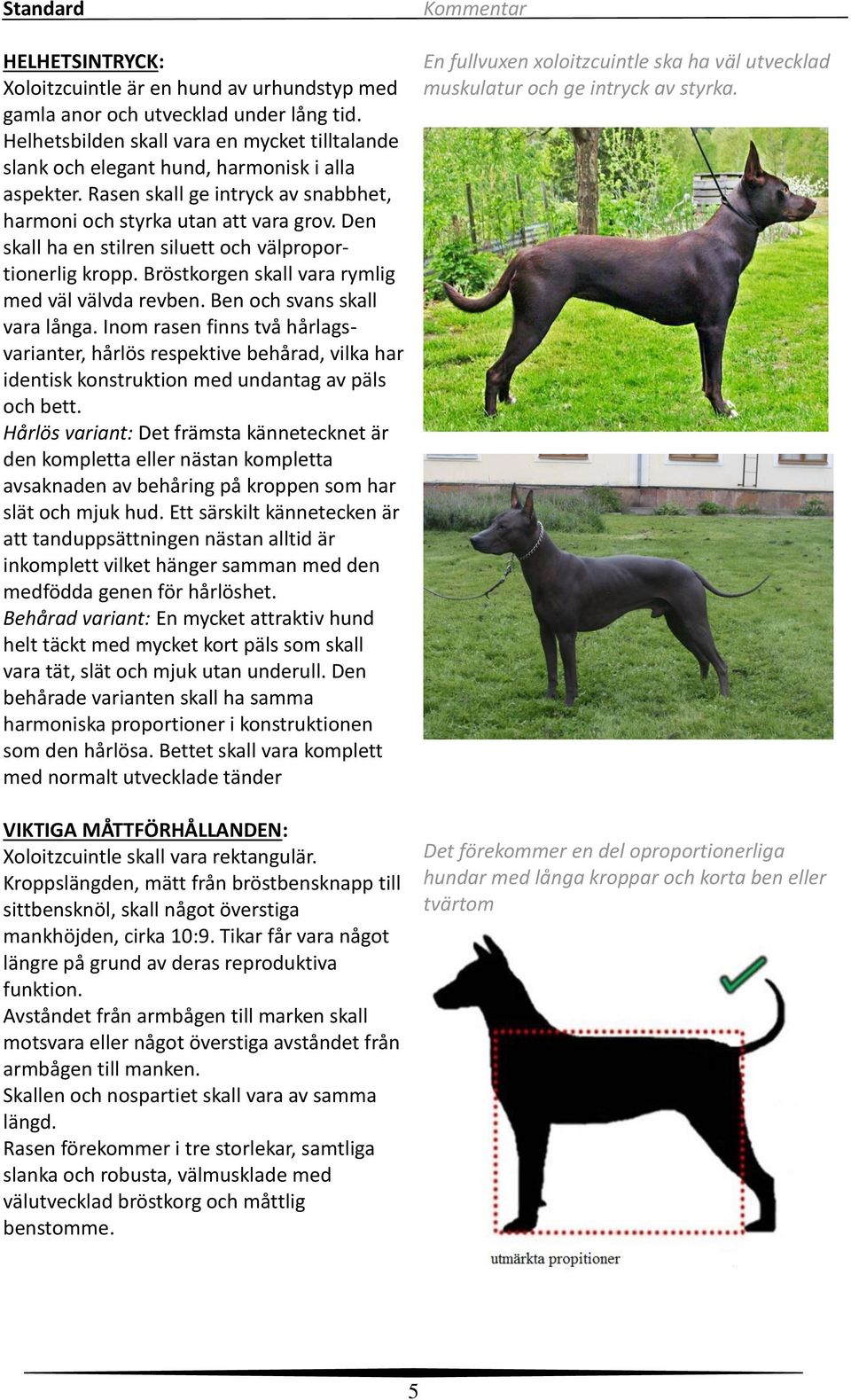 Ben och svans skall vara långa. Inom rasen finns två hårlagsvarianter, hårlös respektive behårad, vilka har identisk konstruktion med undantag av päls och bett.