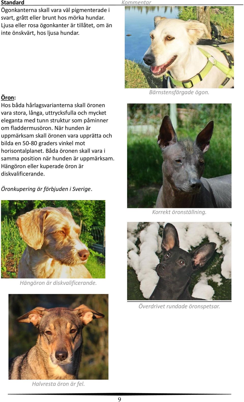 När hunden är uppmärksam skall öronen vara upprätta och bilda en 50-80 graders vinkel mot horisontalplanet. Båda öronen skall vara i samma position när hunden är uppmärksam.