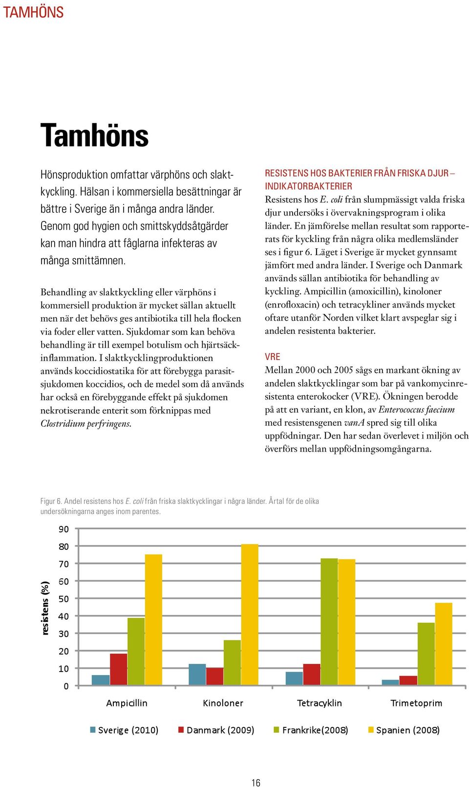 Behandling av slaktkyckling eller värphöns i kommersiell produktion är mycket sällan aktuellt men när det behövs ges antibiotika till hela flocken via foder eller vatten.