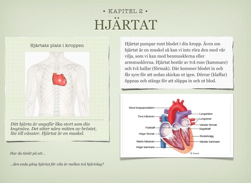 Hjärtat består av två rum (kammare) och två hallar (förmak). Där kommer blodet in och får syre för att sedan skickas ut igen.