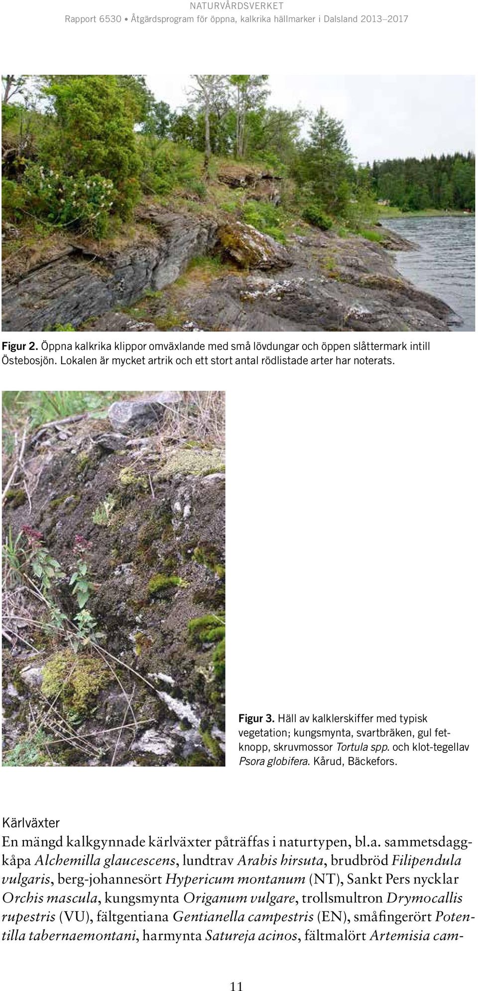 Kärlväxter En mängd kal