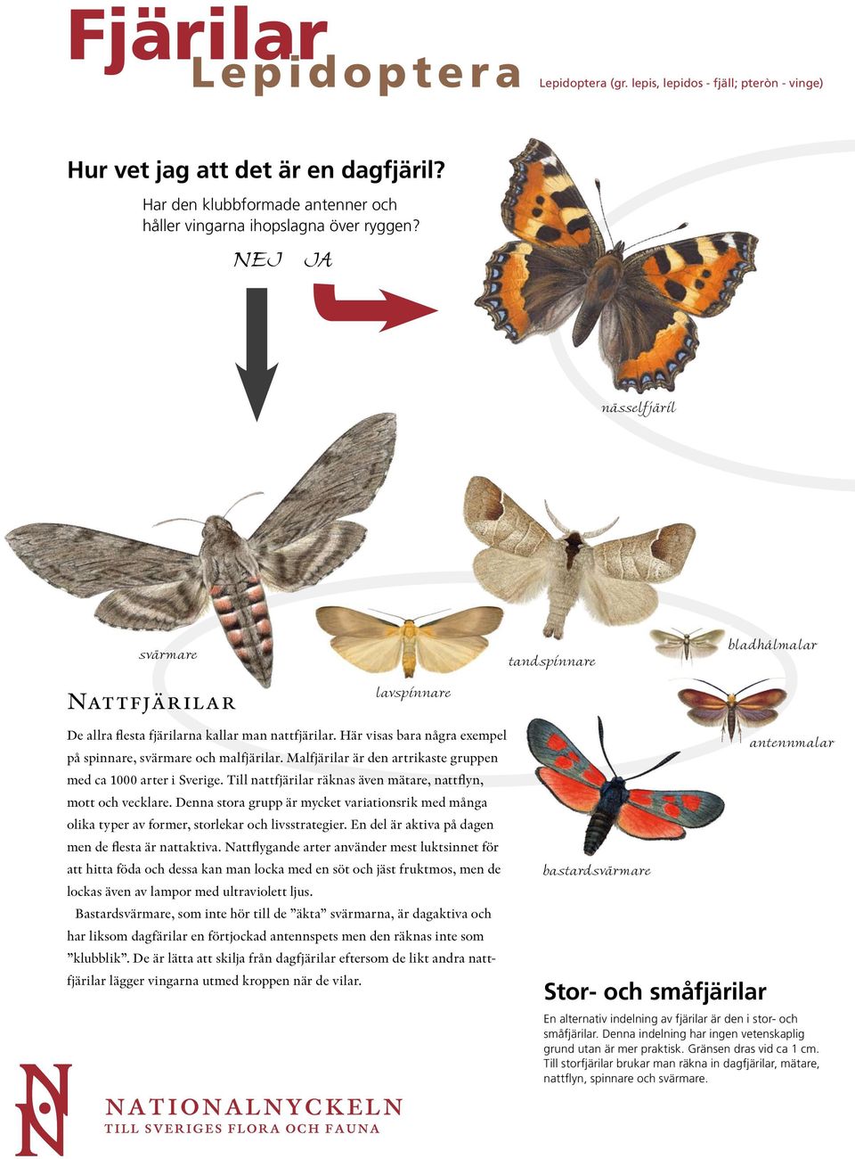 Malfjärilar är den artrikaste gruppen med ca 1000 arter i Sverige. Till nattfjärilar räknas även mätare, nattflyn, mott och vecklare.