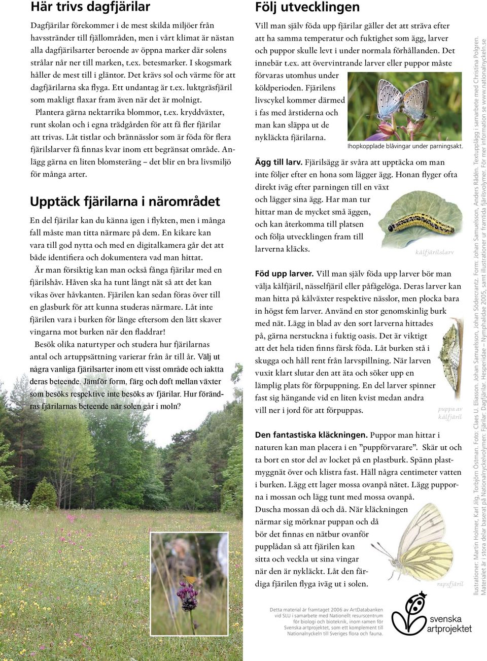 Plantera gärna nektarrika blommor, t.ex. kryddväxter, runt skolan och i egna trädgården för att få fler fjärilar att trivas.