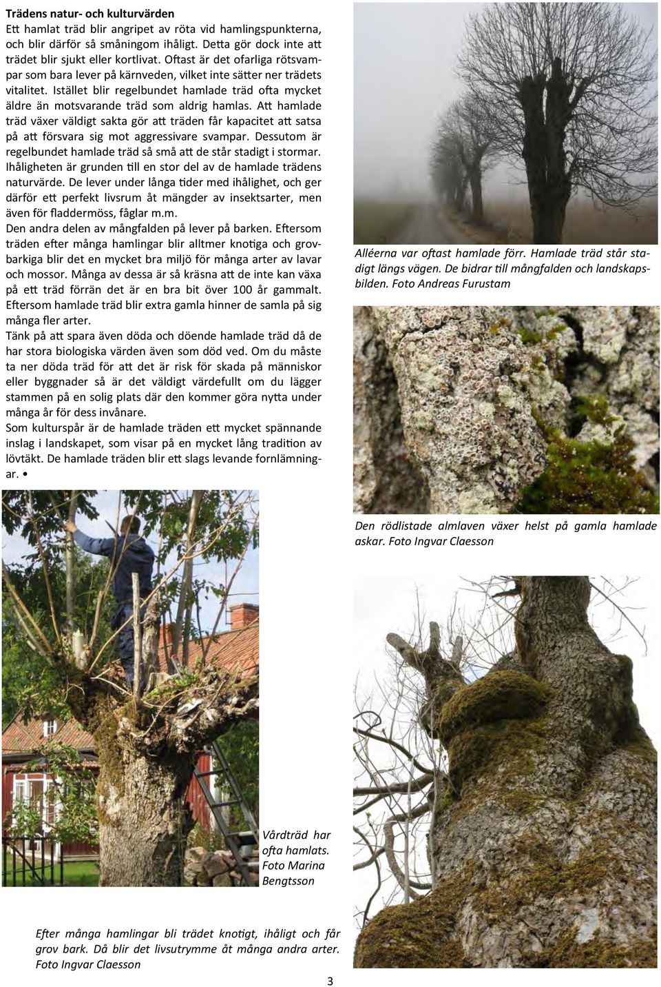 Att hamlade träd växer väldigt sakta gör att träden får kapacitet att satsa på att försvara sig mot aggressivare svampar. Dessutom är regelbundet hamlade träd så små att de står stadigt i stormar.