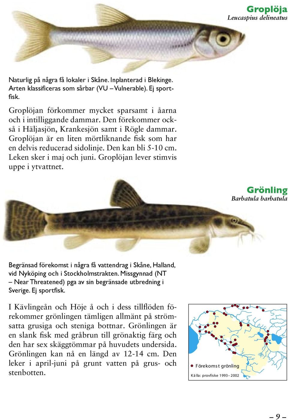 Groplöjan är en liten mörtliknande fisk som har en delvis reducerad sidolinje. Den kan bli 5-10 cm. Leken sker i maj och juni. Groplöjan lever stimvis uppe i ytvattnet.