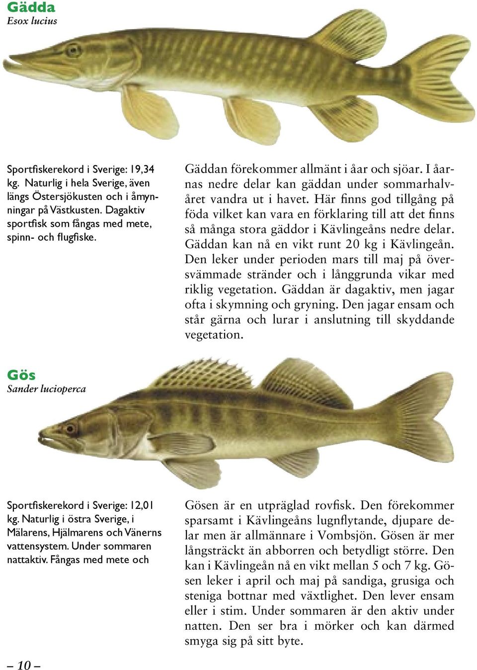 Här finns god tillgång på föda vilket kan vara en förklaring till att det finns så många stora gäddor i Kävlingeåns nedre delar. Gäddan kan nå en vikt runt 20 kg i Kävlingeån.