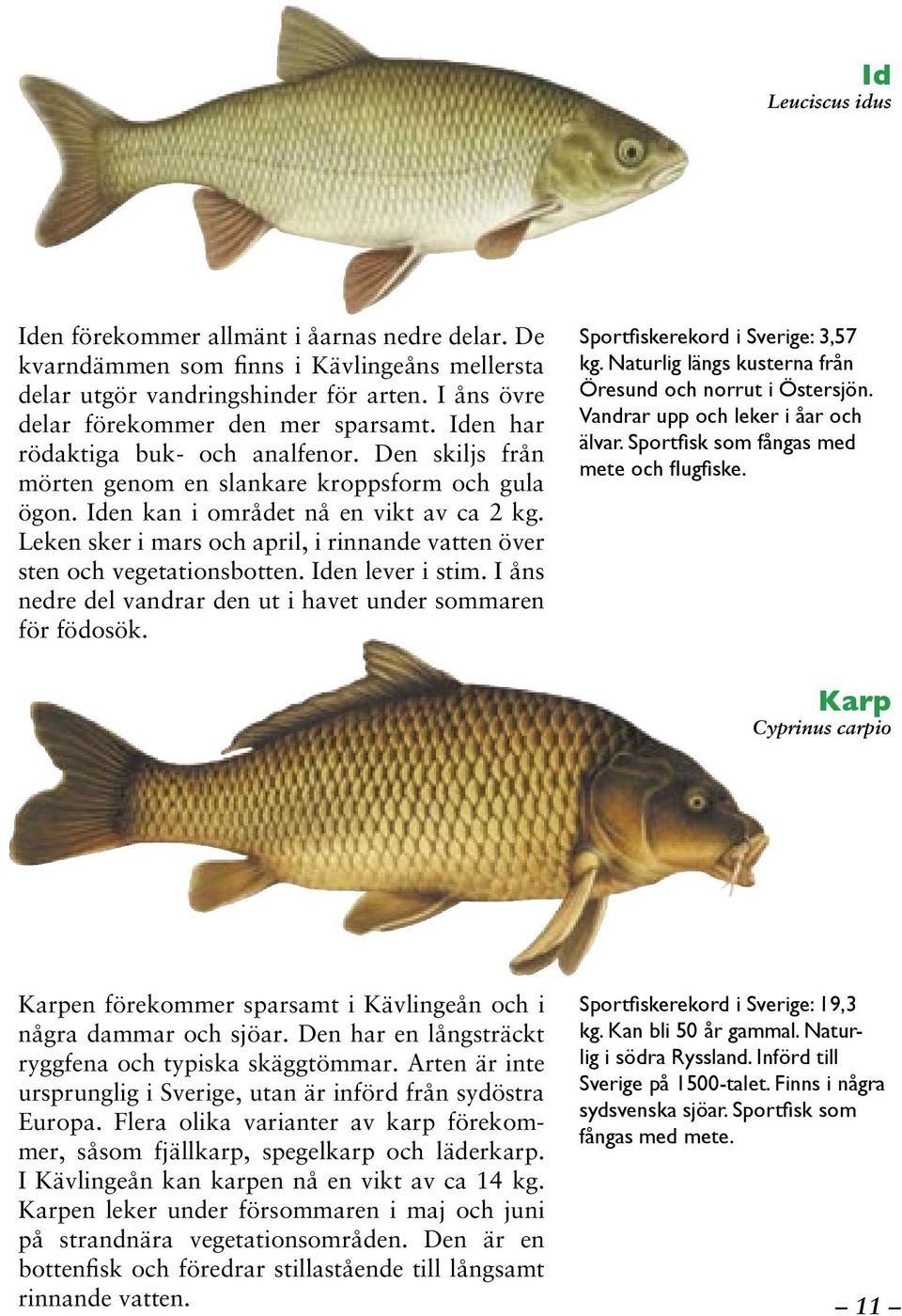 Leken sker i mars och april, i rinnande vatten över sten och vegetationsbotten. Iden lever i stim. I åns nedre del vandrar den ut i havet under sommaren för födosök.