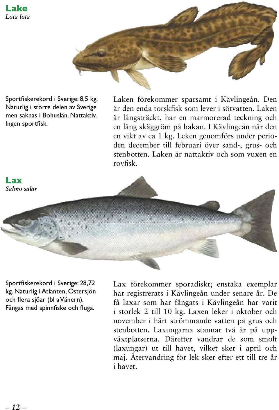 Leken genomförs under perioden december till februari över sand-, grus- och stenbotten. Laken är nattaktiv och som vuxen en rovfisk. Lax Salmo salar Sportfiskerekord i Sverige: 28,72 kg.