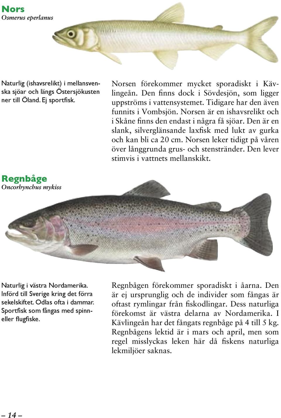 Den är en slank, silverglänsande laxfisk med lukt av gurka och kan bli ca 20 cm. Norsen leker tidigt på våren över långgrunda grus- och stenstränder. Den lever stimvis i vattnets mellanskikt.
