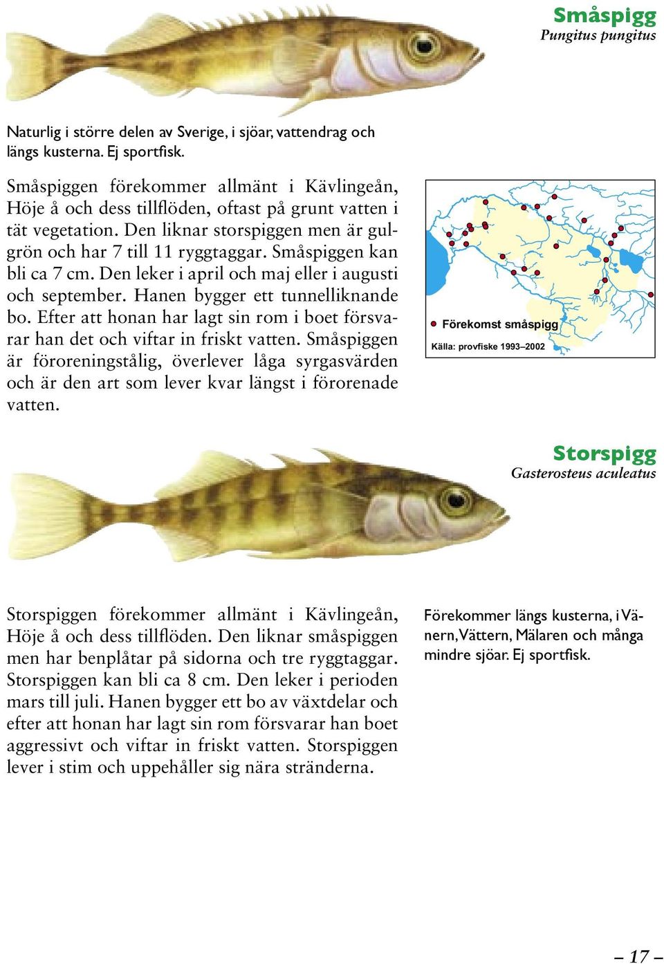 Småspiggen kan bli ca 7 cm. Den leker i april och maj eller i augusti och september. Hanen bygger ett tunnelliknande bo.