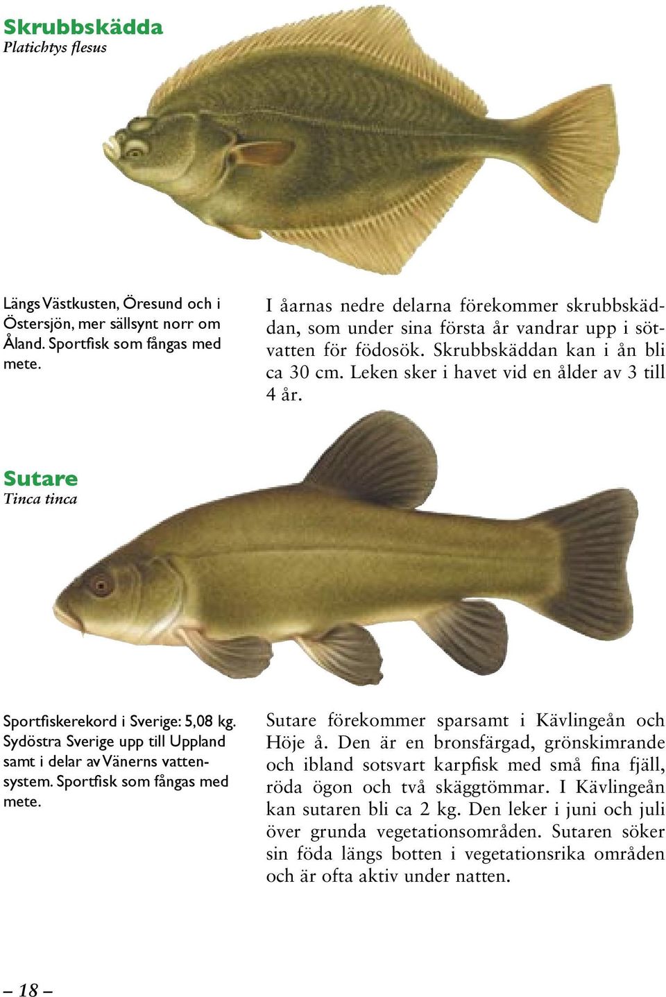 Sutare Tinca tinca Sportfiskerekord i Sverige: 5,08 kg. Sydöstra Sverige upp till Uppland samt i delar av Vänerns vattensystem. Sportfisk som fångas med mete.