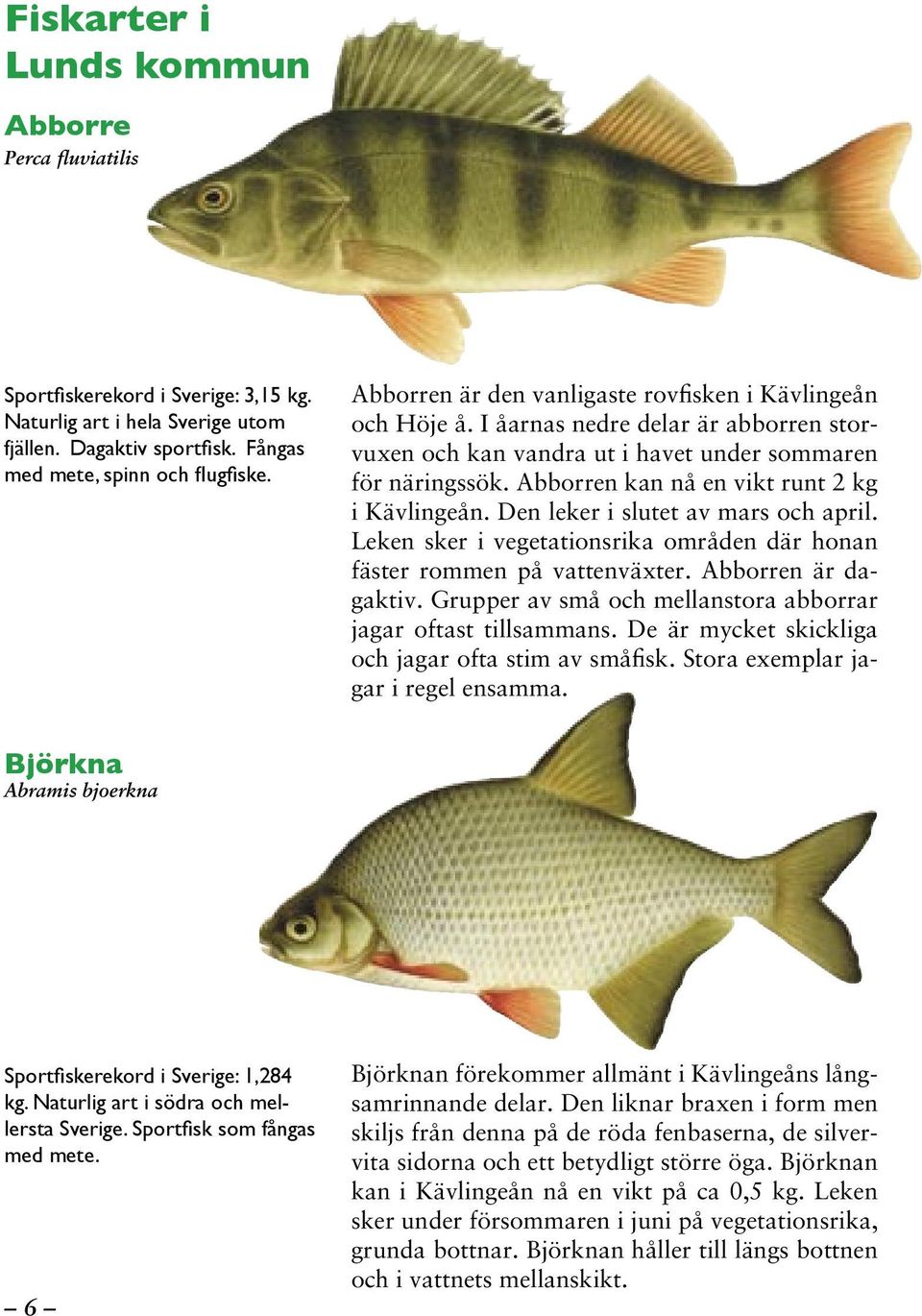 Abborren kan nå en vikt runt 2 kg i Kävlingeån. Den leker i slutet av mars och april. Leken sker i vegetationsrika områden där honan fäster rommen på vattenväxter. Abborren är dagaktiv.