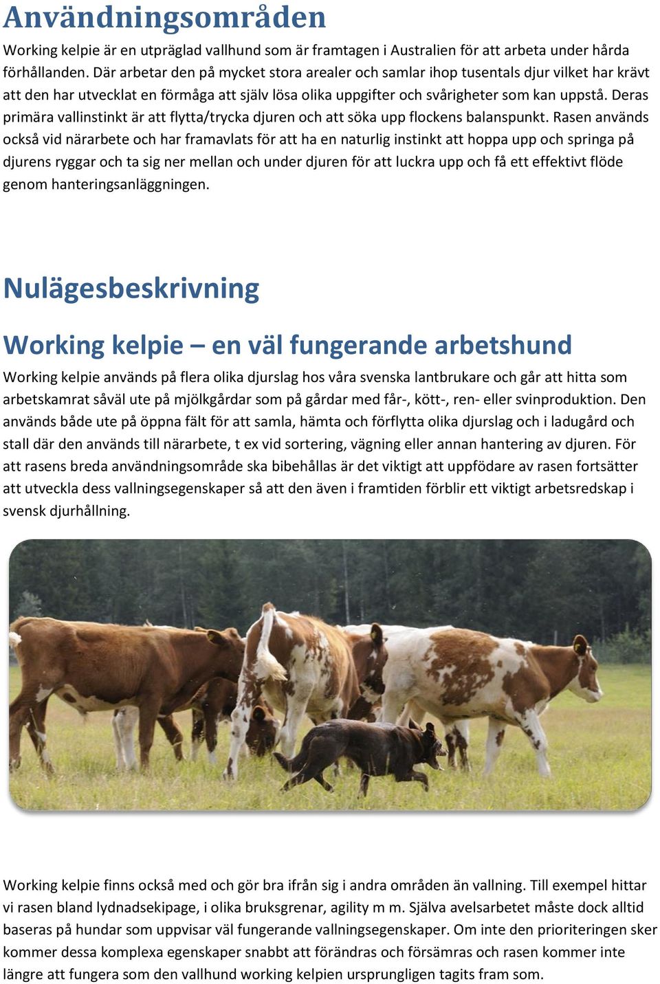 Deras primära vallinstinkt är att flytta/trycka djuren och att söka upp flockens balanspunkt.