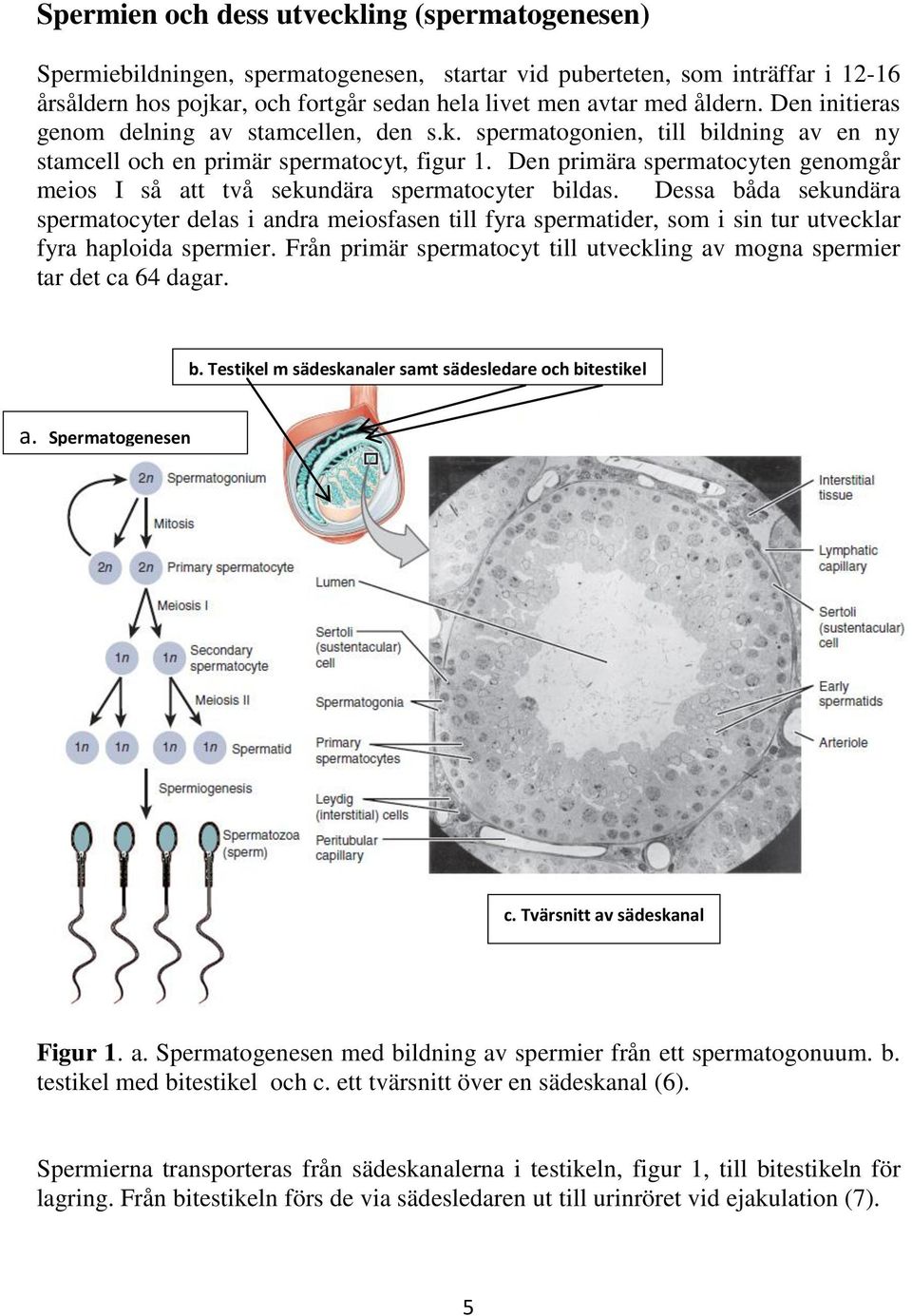 Den primära spermatocyten genomgår meios I så att två sekundära spermatocyter bildas.