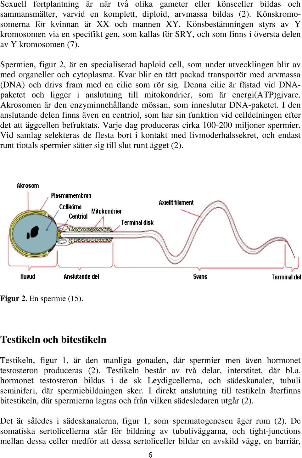 Spermien, figur 2, är en specialiserad haploid cell, som under utvecklingen blir av med organeller och cytoplasma.