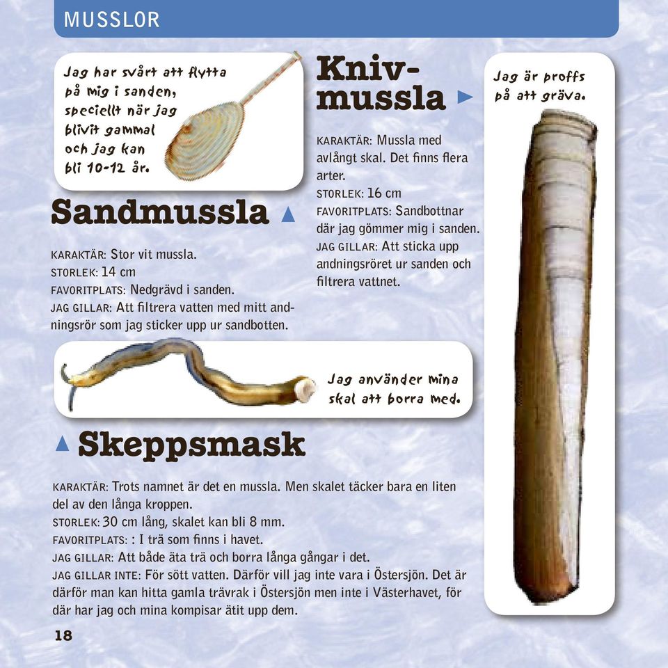 Storlek: 16 cm Favoritplats: Sandbottnar där jag gömmer mig i sanden. Jag gillar: Att sticka upp andningsröret ur sanden och filtrera vattnet. Jag är proffs på att gräva.