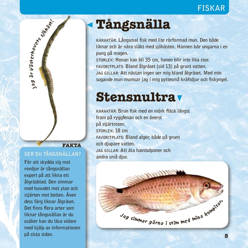 Tångsnälla Stensnultra Karaktär: Brun fisk med en mörk fläck längst fram på ryggfenan och en överst på stjärtroten. Storlek: 18 cm Favoritplats: Bland alger, både på grunt och djupare vatten.