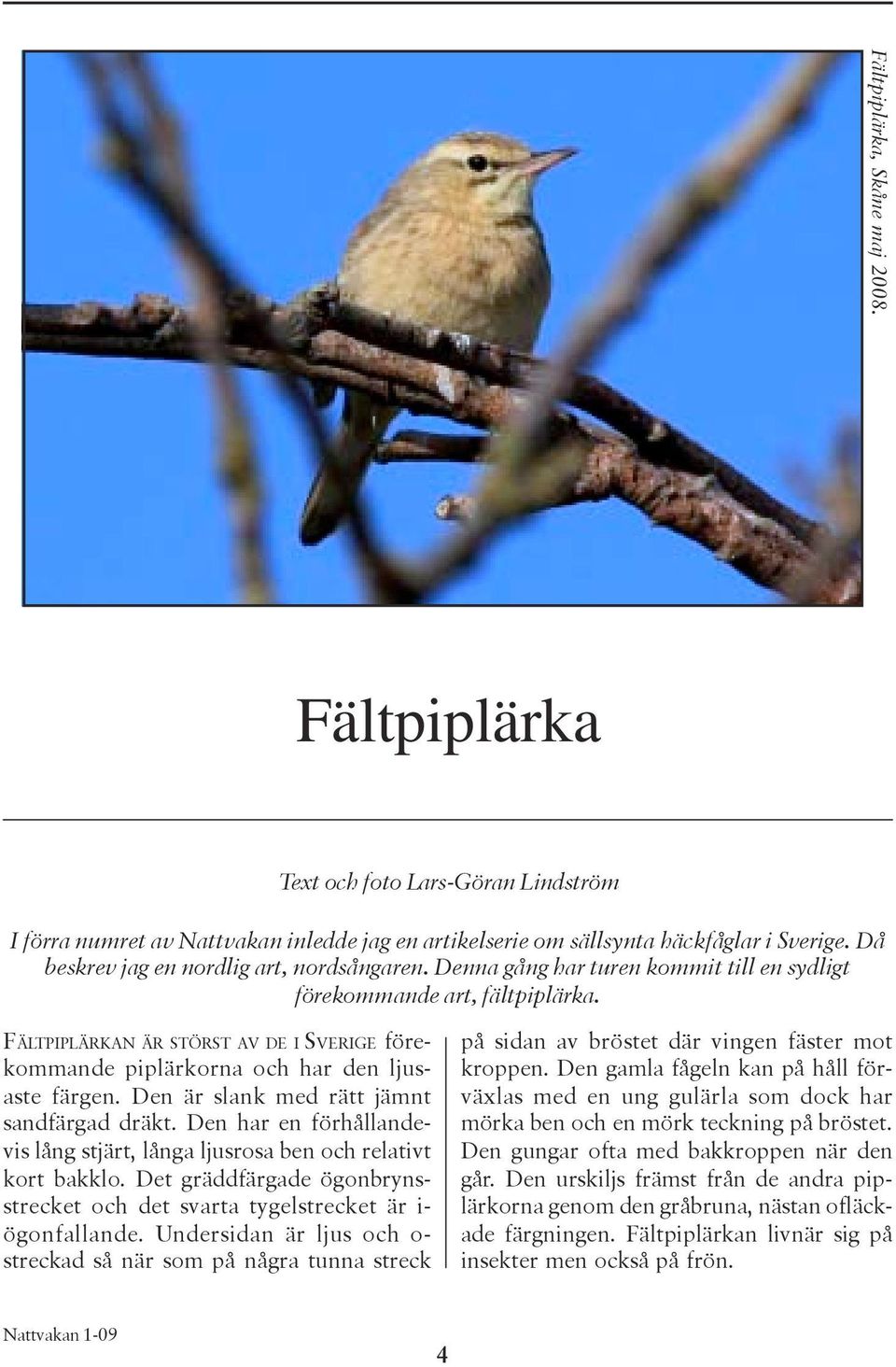 FÄLTPIPLÄRKAN ÄR STÖRST AV DE I SVERIGE förekommande piplärkorna och har den ljusaste färgen. Den är slank med rätt jämnt sandfärgad dräkt.