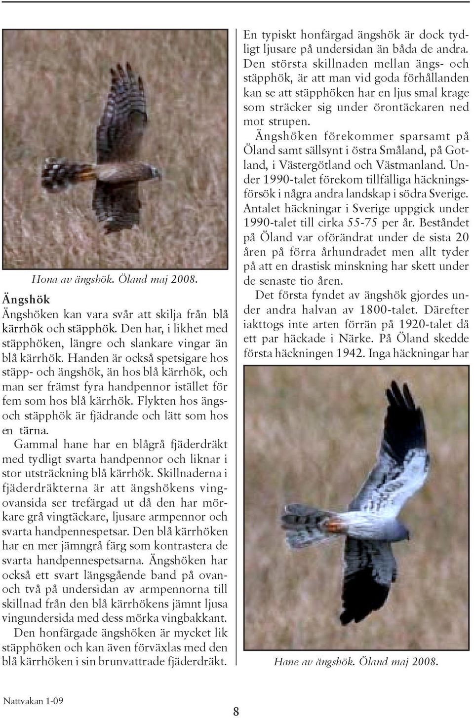 Flykten hos ängsoch stäpphök är fjädrande och lätt som hos en tärna. Gammal hane har en blågrå fjäderdräkt med tydligt svarta handpennor och liknar i stor utsträckning blå kärrhök.