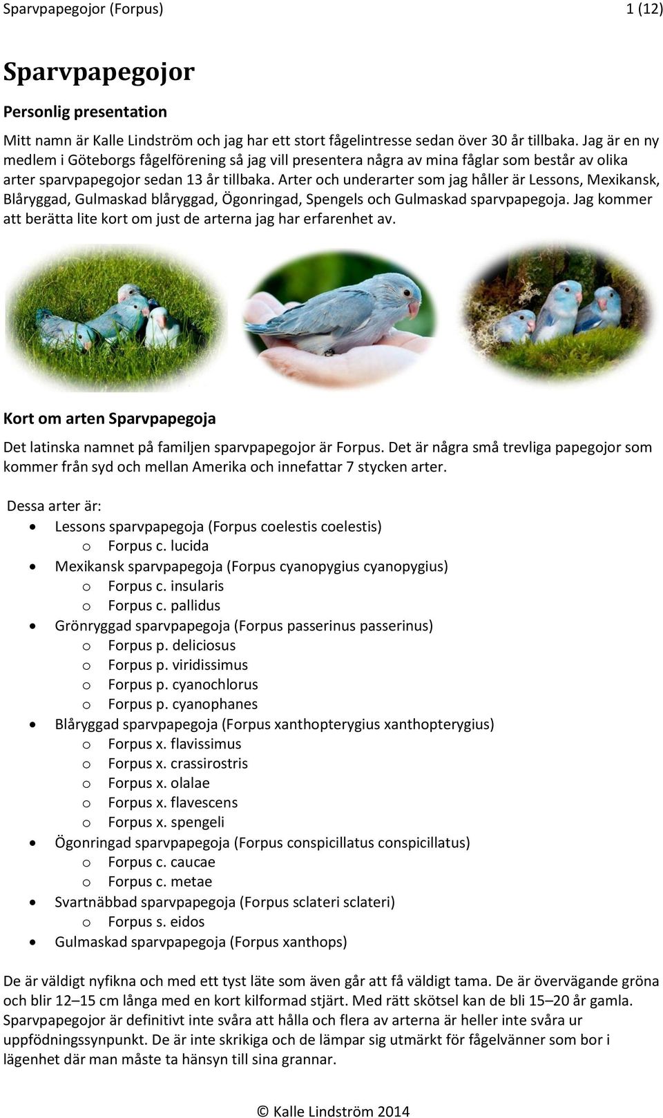 Arter och underarter som jag håller är Lessons, Mexikansk, Blåryggad, Gulmaskad blåryggad, Ögonringad, Spengels och Gulmaskad sparvpapegoja.