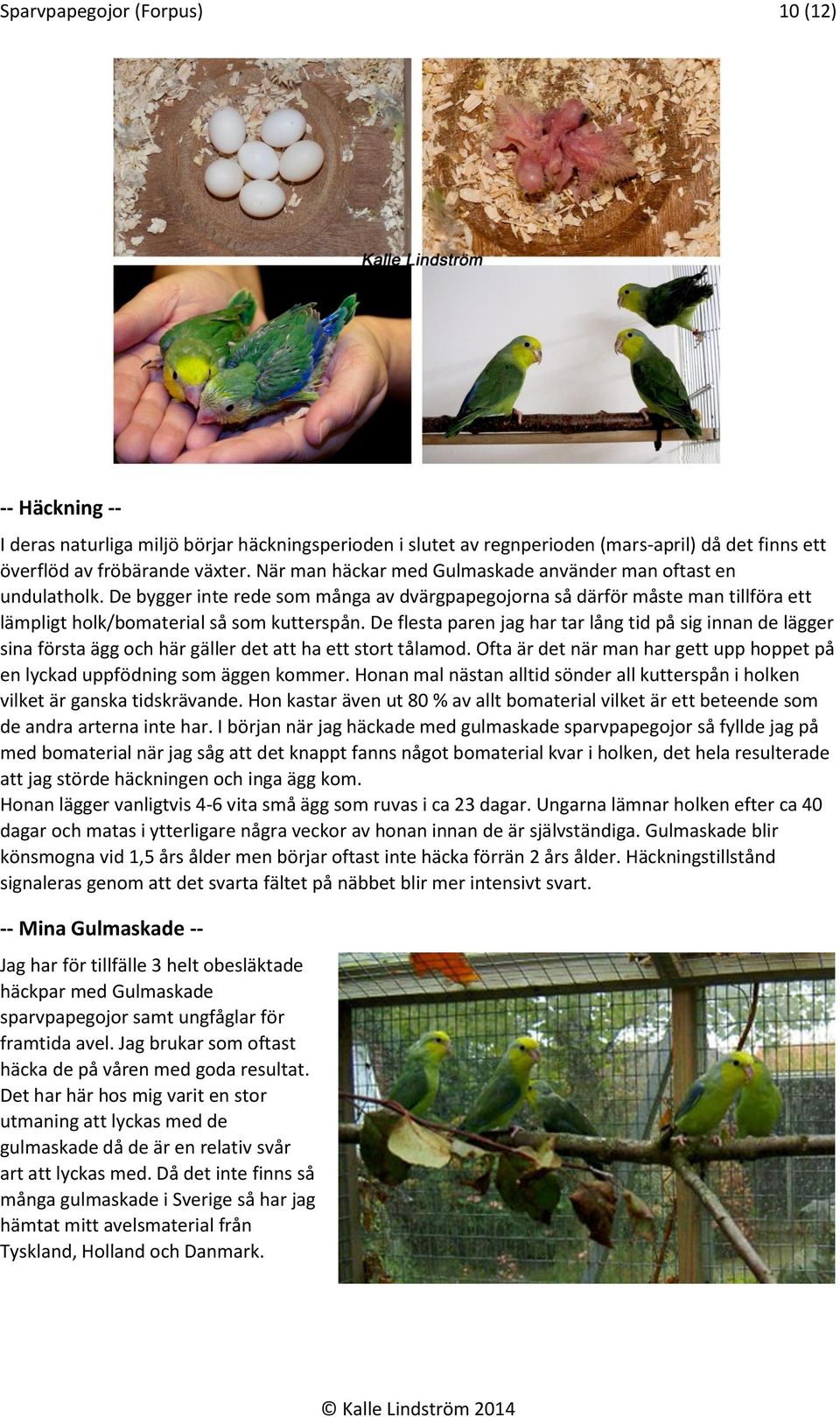 De flesta paren jag har tar lång tid på sig innan de lägger sina första ägg och här gäller det att ha ett stort tålamod.