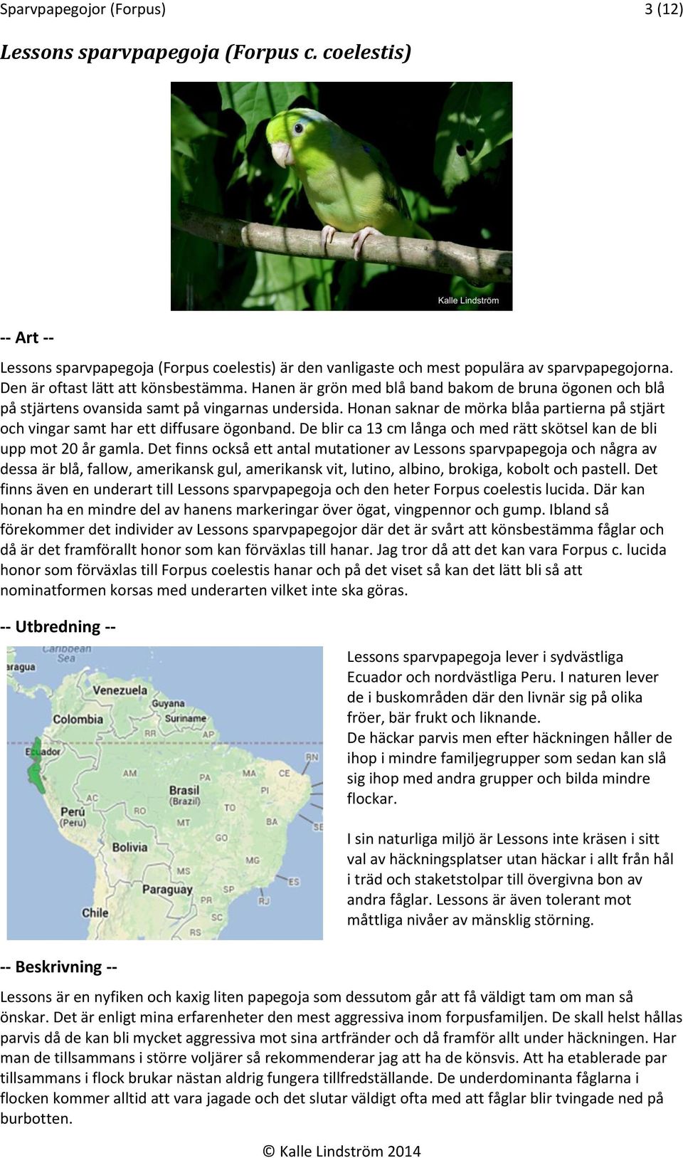 Honan saknar de mörka blåa partierna på stjärt och vingar samt har ett diffusare ögonband. De blir ca 13 cm långa och med rätt skötsel kan de bli upp mot 20 år gamla.