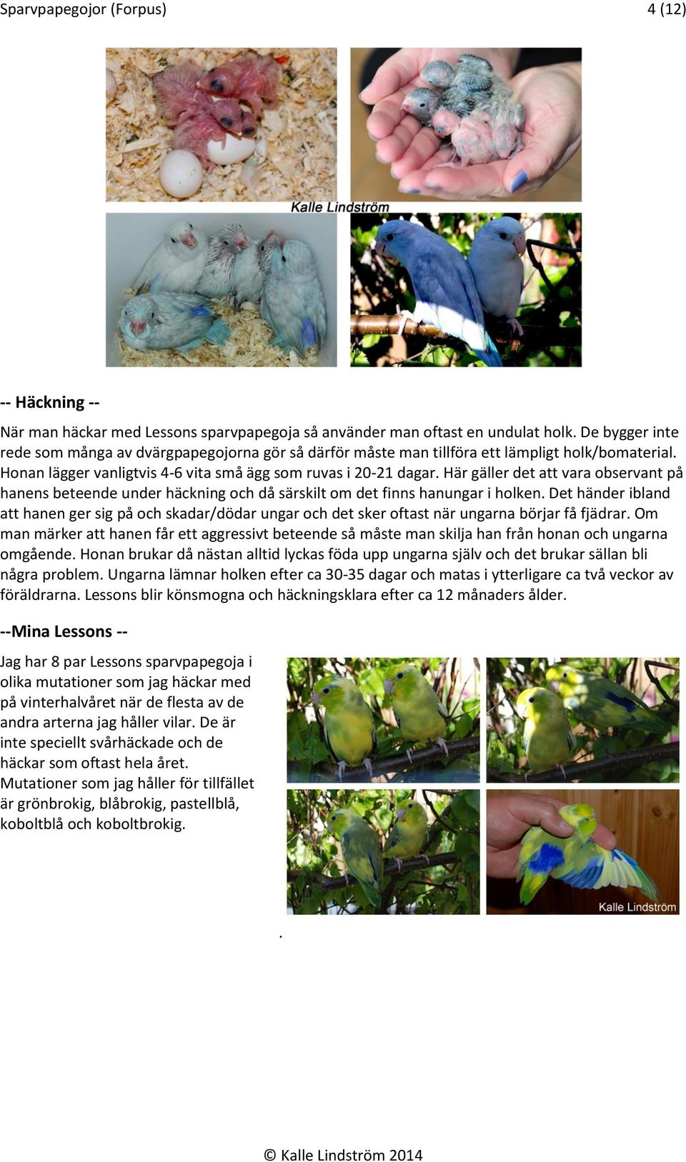Här gäller det att vara observant på hanens beteende under häckning och då särskilt om det finns hanungar i holken.