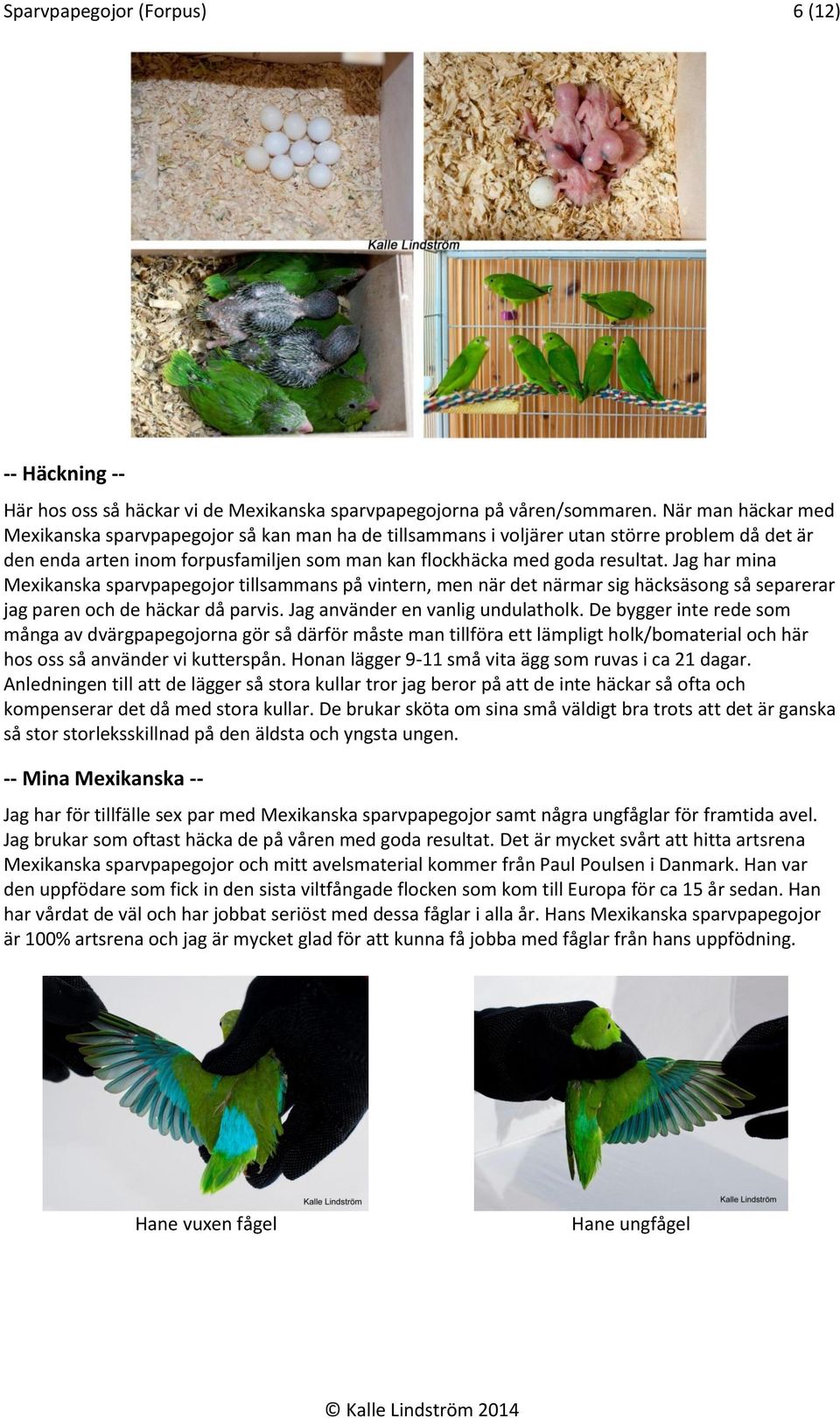 Jag har mina Mexikanska sparvpapegojor tillsammans på vintern, men när det närmar sig häcksäsong så separerar jag paren och de häckar då parvis. Jag använder en vanlig undulatholk.