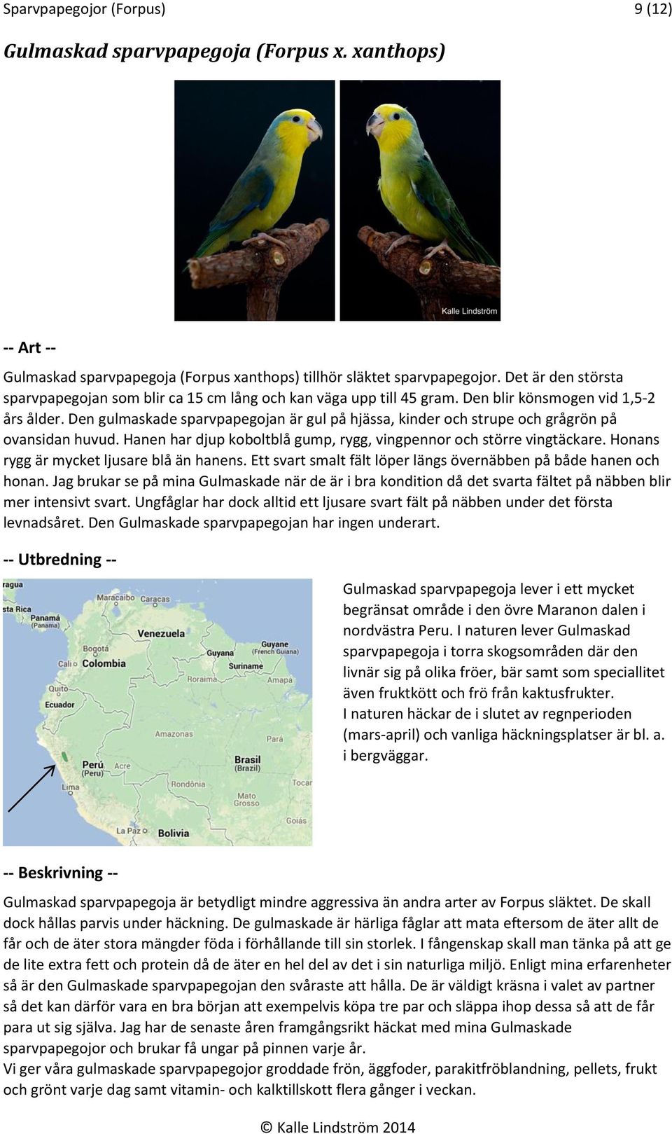Den gulmaskade sparvpapegojan är gul på hjässa, kinder och strupe och grågrön på ovansidan huvud. Hanen har djup koboltblå gump, rygg, vingpennor och större vingtäckare.