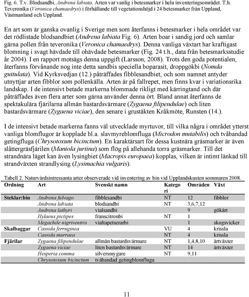 En art som är ganska ovanlig i Sverige men som återfanns i betesmarker i hela området var det rödlistade blodsandbiet (Andrena labiata Fig. 6).