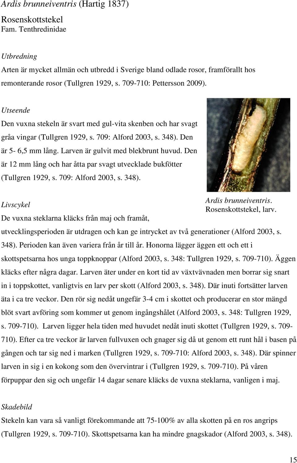 Utseende Den vuxna stekeln är svart med gul-vita skenben och har svagt gråa vingar (Tullgren 1929, s. 709: Alford 2003, s. 348). Den är 5-6,5 mm lång. Larven är gulvit med blekbrunt huvud.