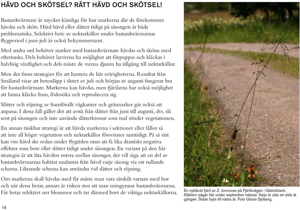 Dels behöver larverna ha möjlighet att förpuppas och kläckas i halvhög växtlighet och dels måste de vuxna djuren ha tillgång till nektarkällor.