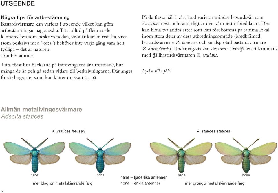 Titta först hur fläckarna på framvingarna är utformade, hur många de är och gå sedan vidare till beskrivningarna. Där anges förväxlingsarter samt karaktärer du ska titta på.