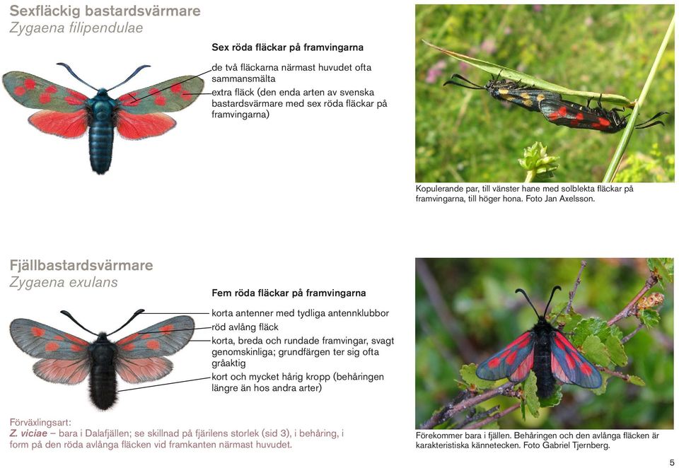 Fjällbastardsvärmare Zygaena exulans Fem röda fläckar på framvingarna korta antenner med tydliga antennklubbor röd avlång fläck korta, breda och rundade framvingar, svagt genomskinliga; grundfärgen