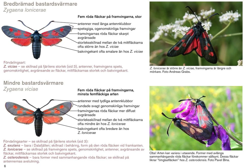 viciae se skillnad på fjärilens storlek (sid 3), antenner, framvingens spets, genomskinlighet, avgränsande av fläckar, mittfläckarnas storlek och bakvingekant. Z. lonicerae är större än Z.