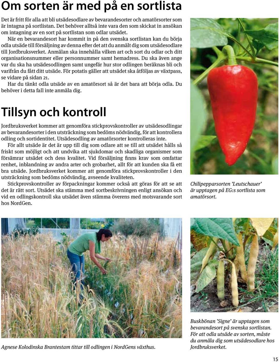 När en bevarandesort har kommit in på den svenska sortlistan kan du börja odla utsäde till försäljning av denna efter det att du anmält dig som utsädesodlare till Jordbruksverket.