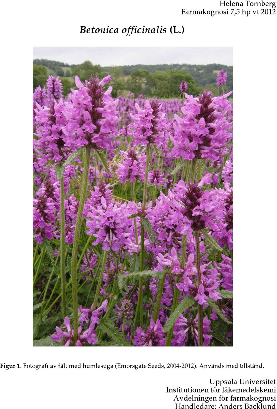 Fotografi av fält med humlesuga (Emorsgate Seeds, 2004-2012).