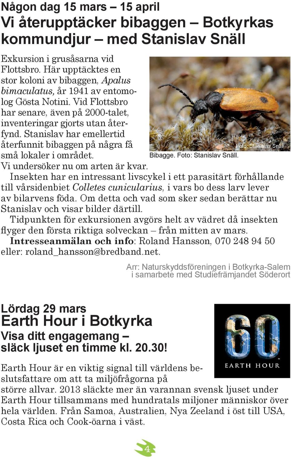 Stanislav har emellertid återfunnit bibaggen på några få små lokaler i området. Bibagge. Foto: Stanislav Snäll. Vi undersöker nu om arten är kvar.