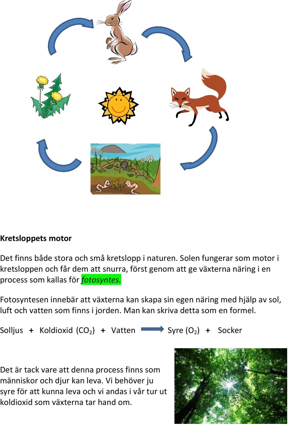 Fotosyntesen innebär att växterna kan skapa sin egen näring med hjälp av sol, luft och vatten som finns i jorden.